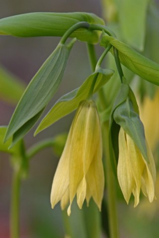 uvularia