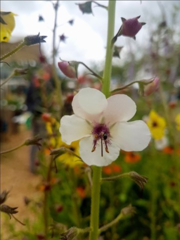 Verbascum blattaria 'alba'