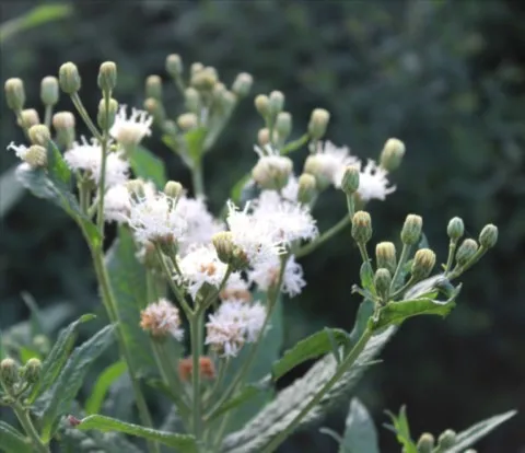 Vernonia noveboracensis 'White lightning'