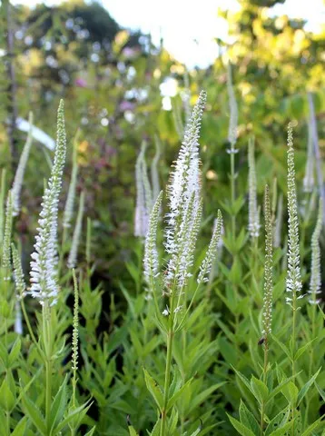 veronicastrum virginicum album