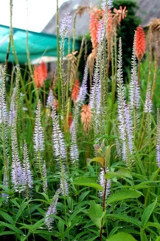 VERONICASTRUM LAVENDELTURN
