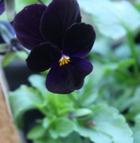 Viola trciolor (black flower)