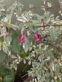 fuchsia microphylla variegata