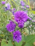 aster fall double purple