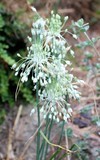 Allium carinatum pulchellum 'album'