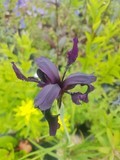 Iris chrysographes Black form
