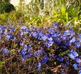 Veronica peduncularis 'Georgia Blue'